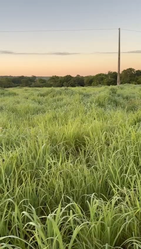 Fazenda em Nossa Senhora do Livramento - MT / 319Ha